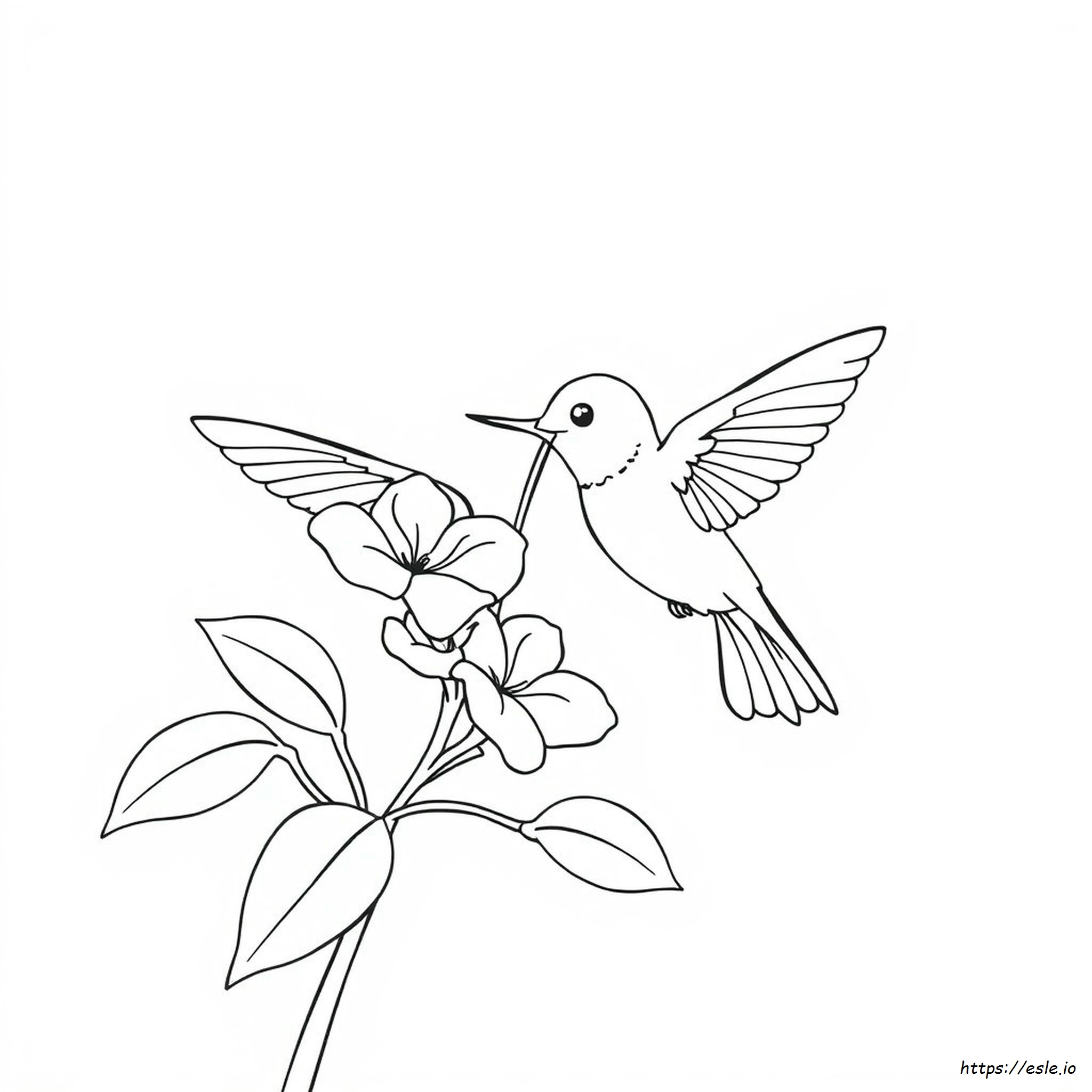 Colibrì Da Colorare