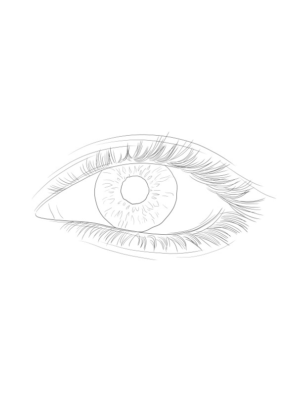 Color the eye bulb sheet to learn about the human body