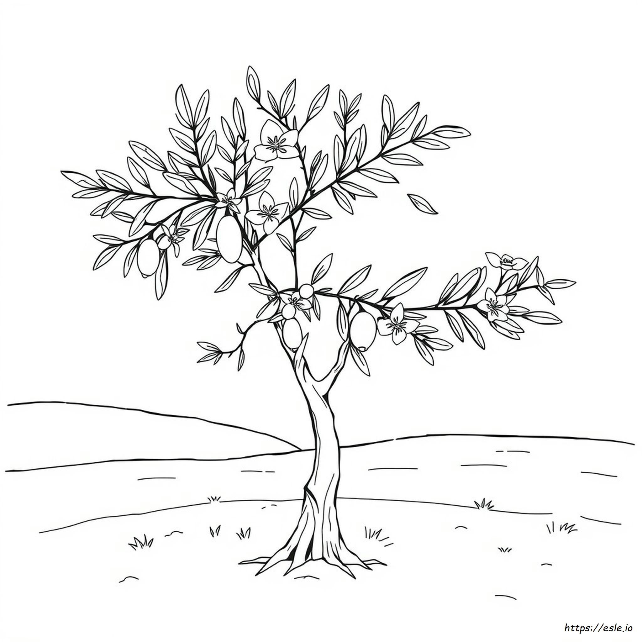 Olive Branch Coloring Page