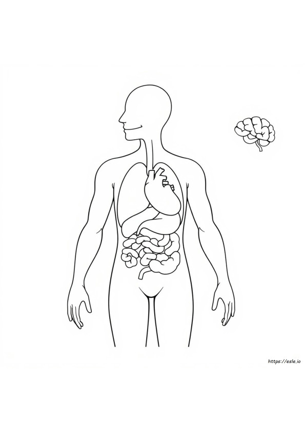 Printable Human Body Organs Coloring Pages