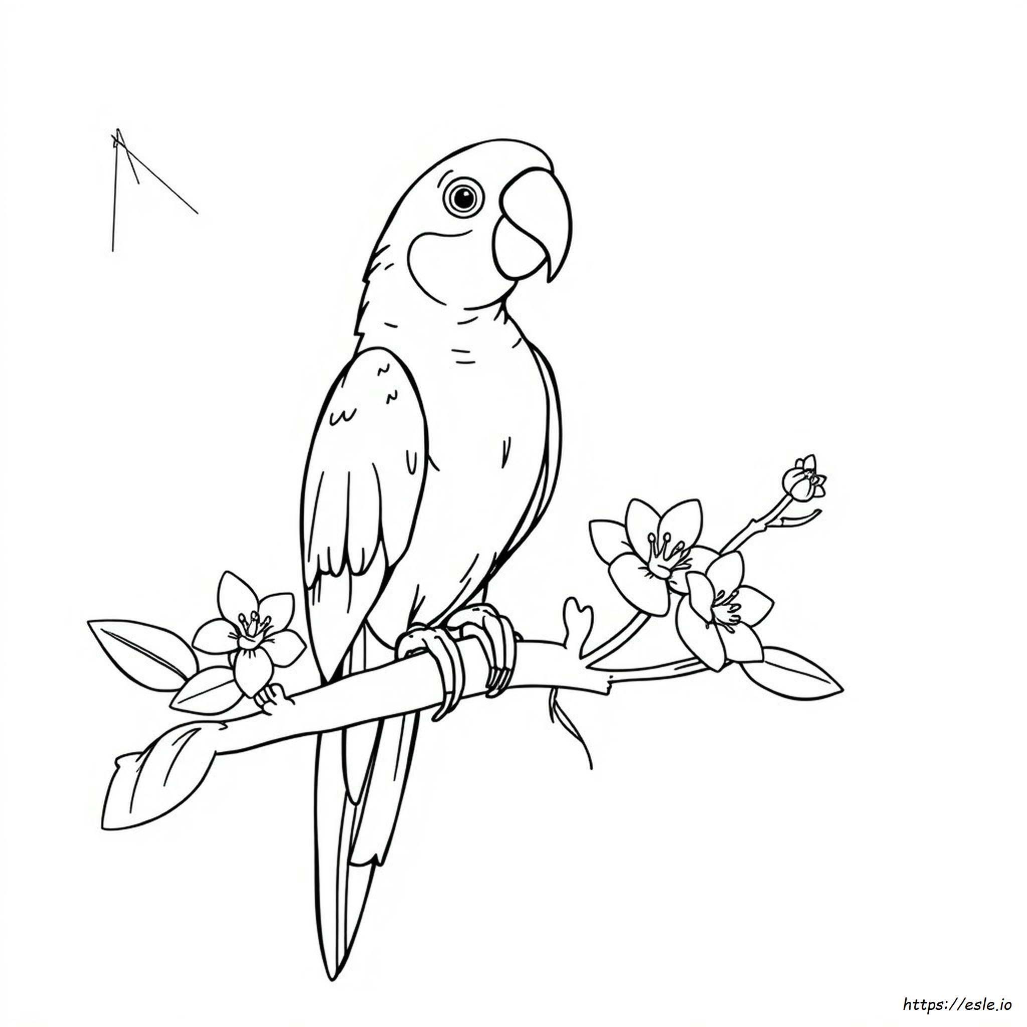 Cara Mewarnai Burung Beo