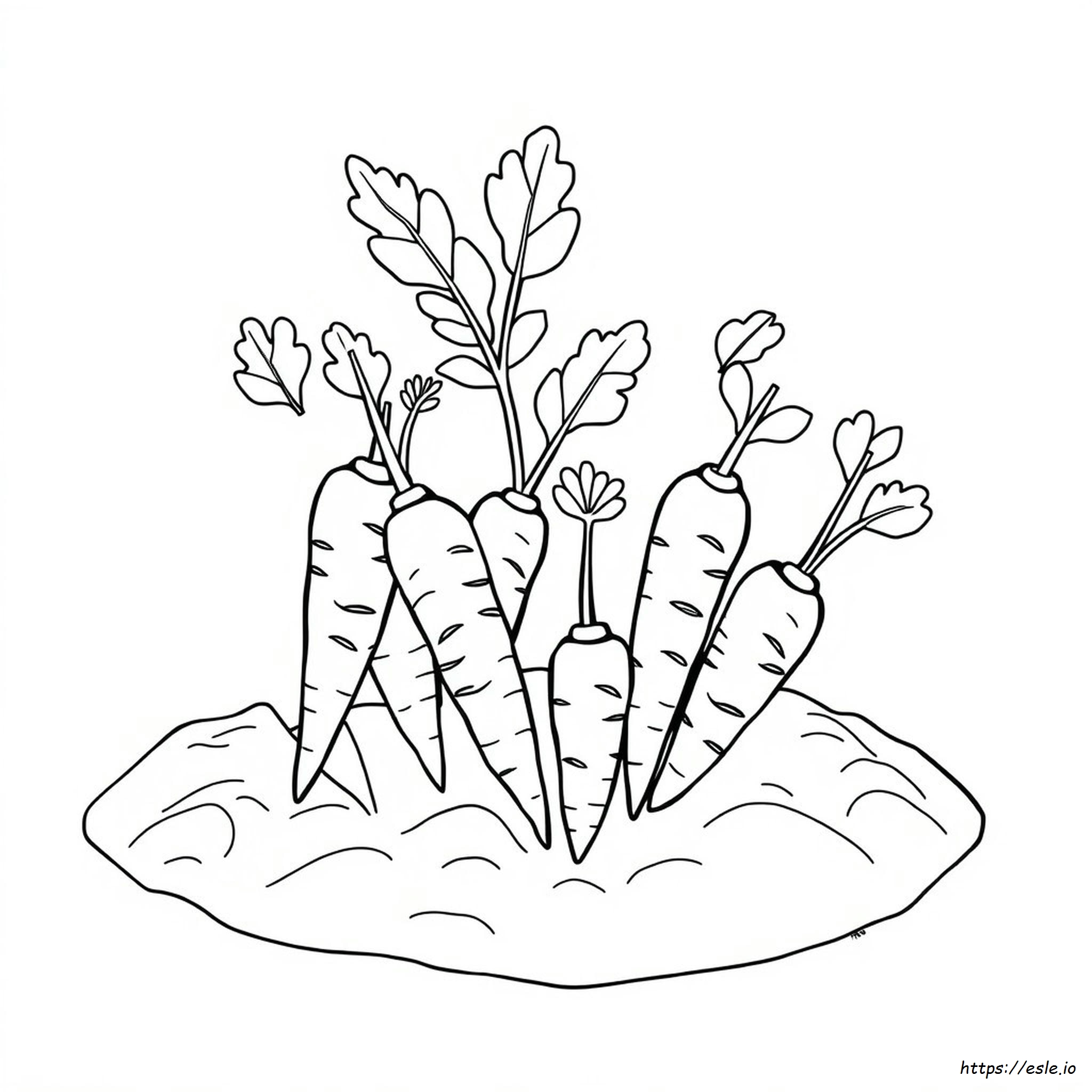 Coloring Pictures Of Carrots
