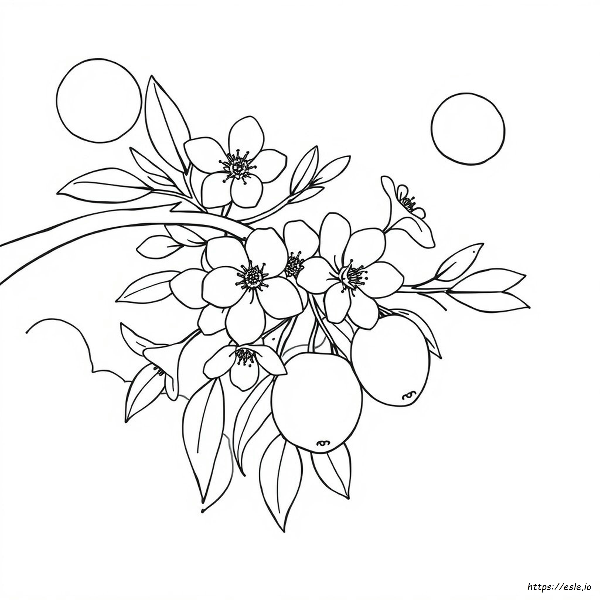 Apricot Colouring Pages