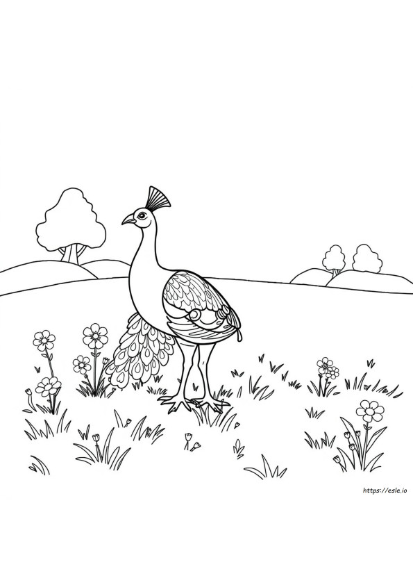 Peacock Pictures Coloring Pages