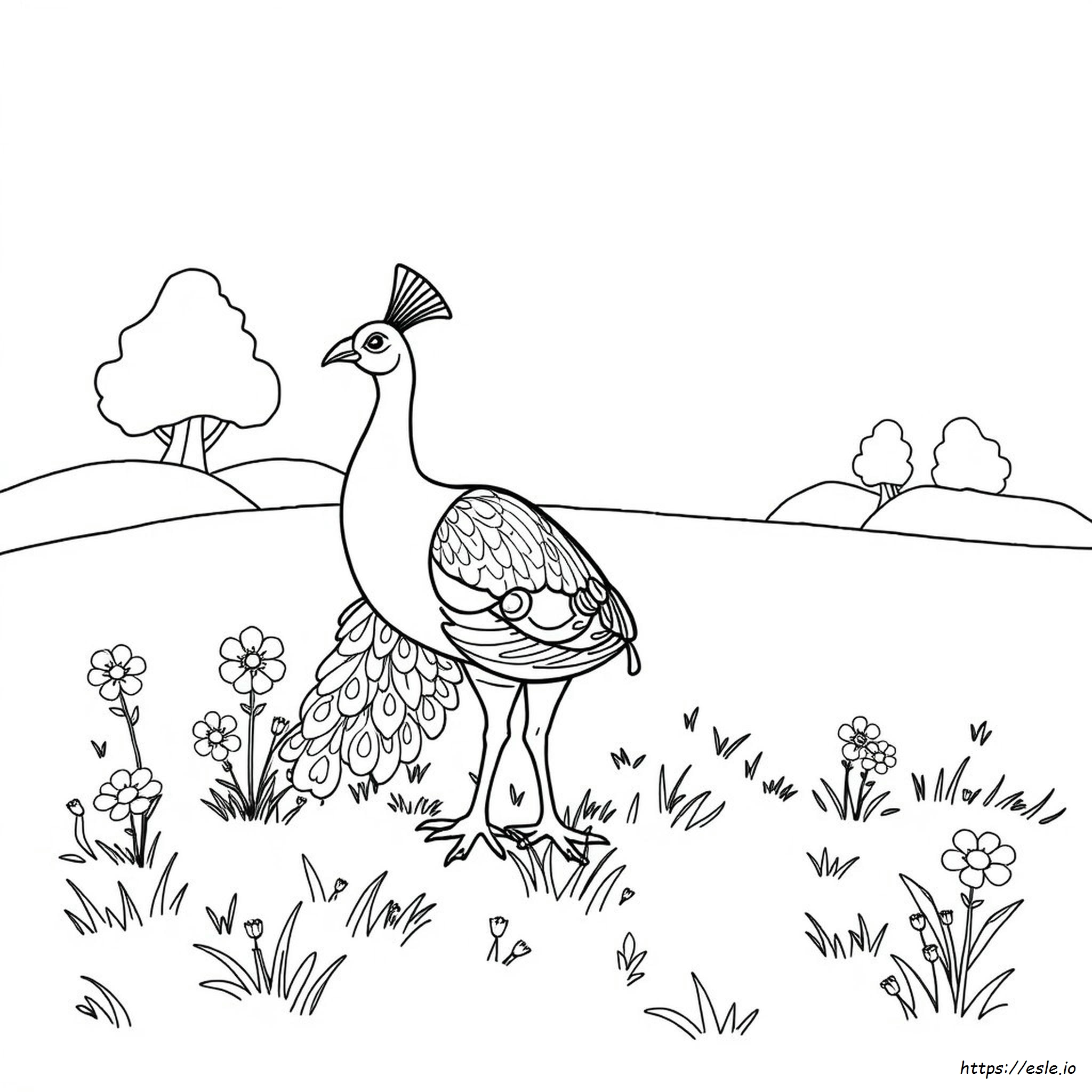 Gambar Mewarnai Burung Merak