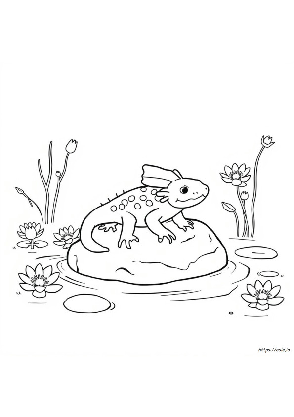 Axolotl Carino Da Colorare Da Stampare