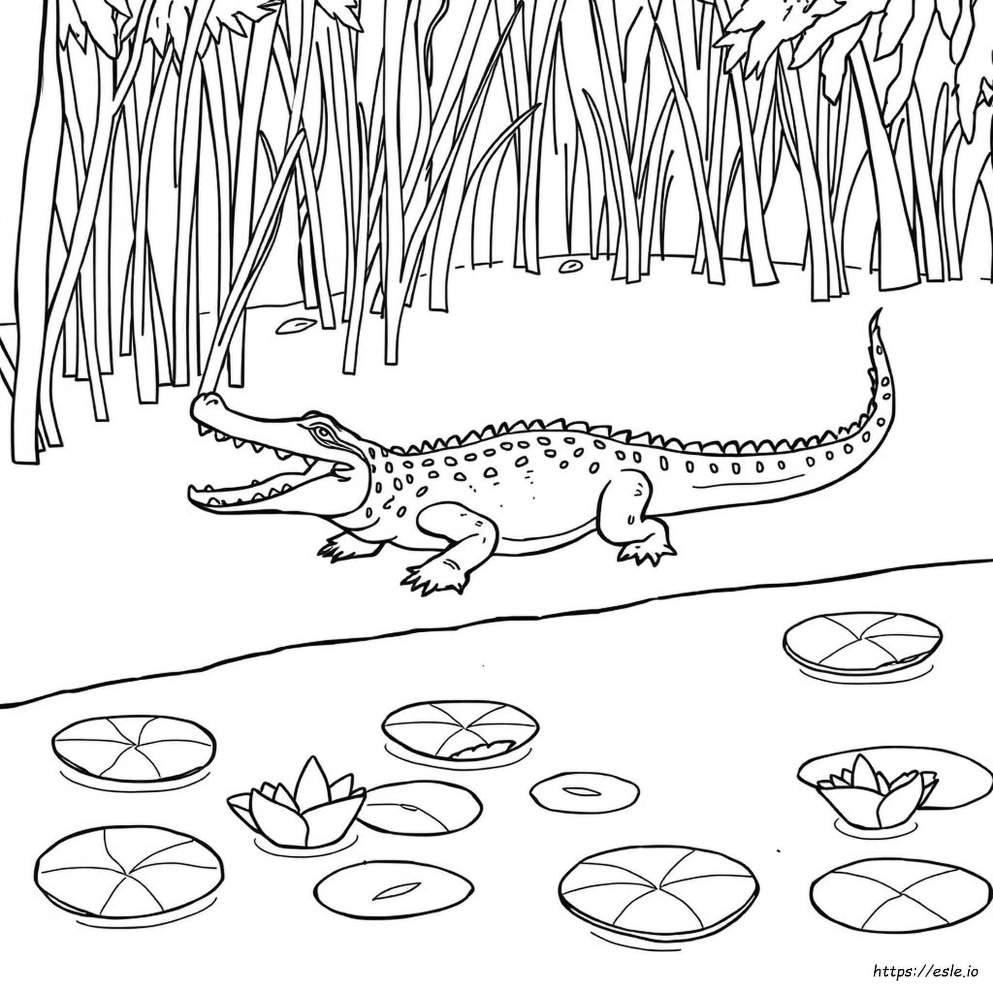 Crocodile Colouring Images
