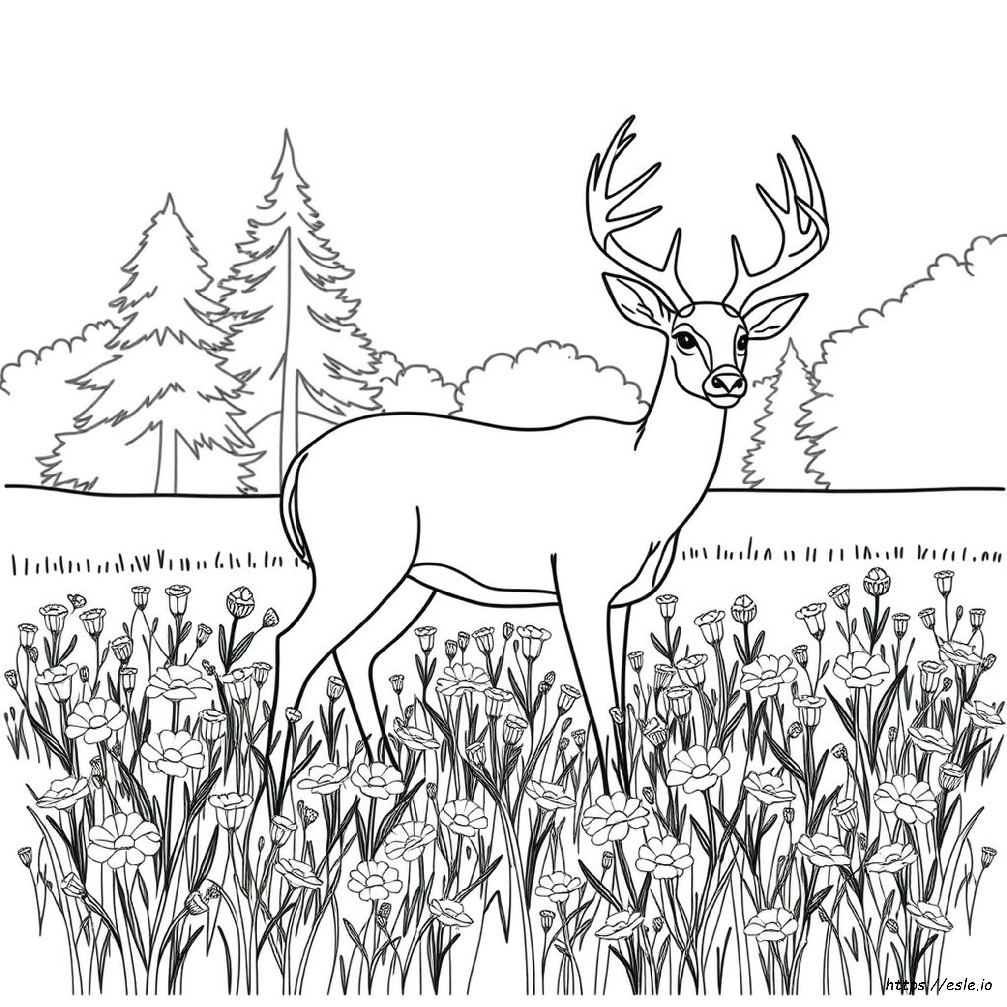 Weiße Hirsch Ausmalbilder