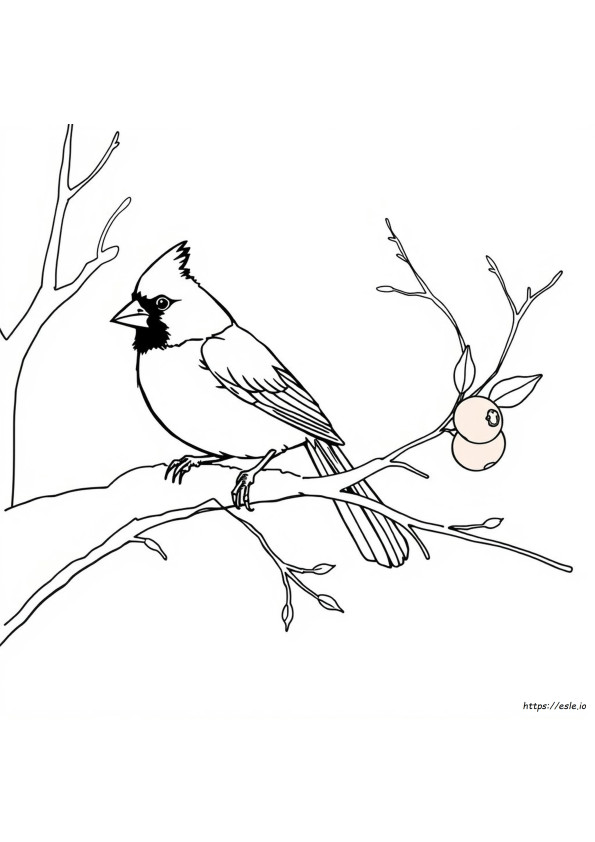 Le Cardinal Change-T-Il De Couleur En Hiver