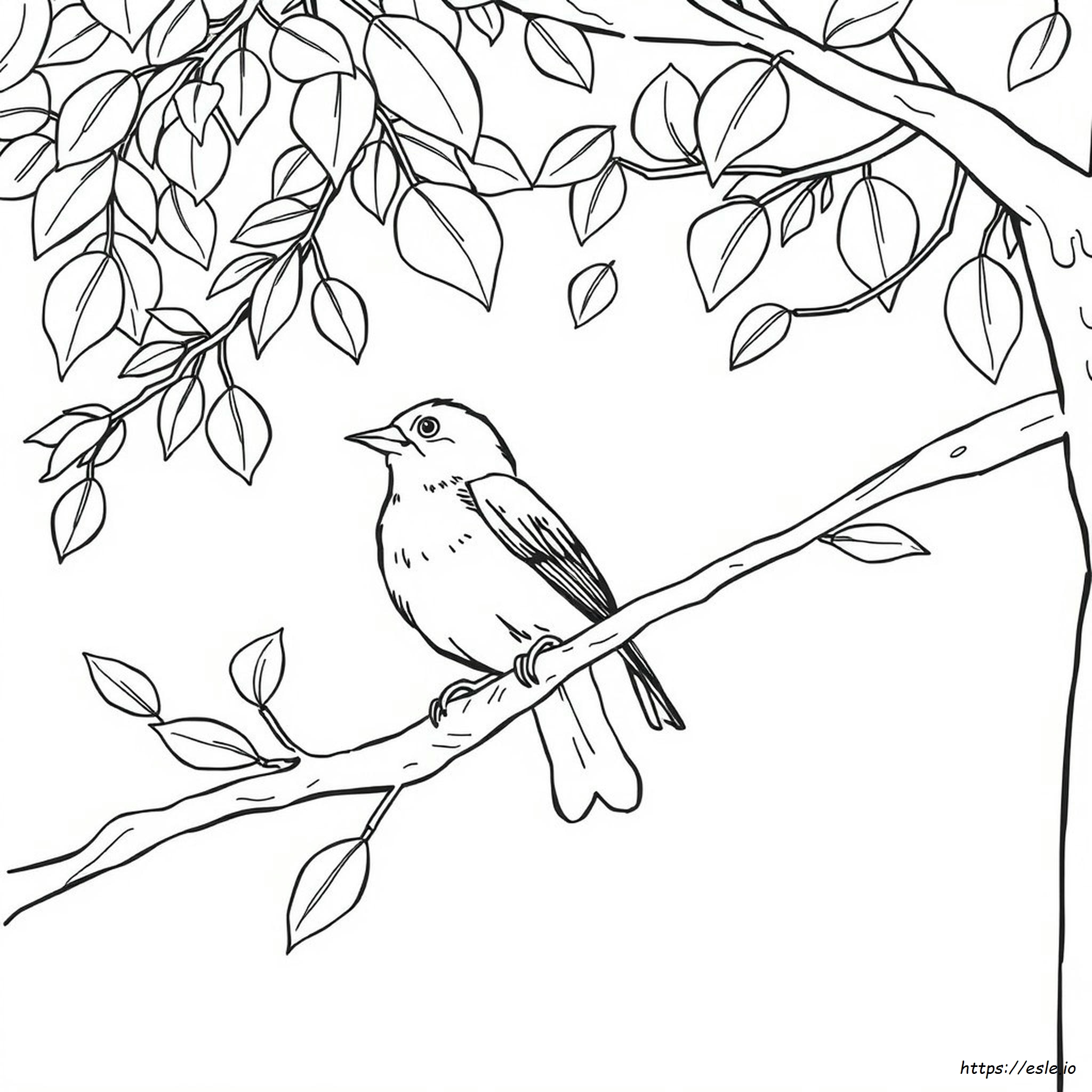 Sparrow Colouring Images