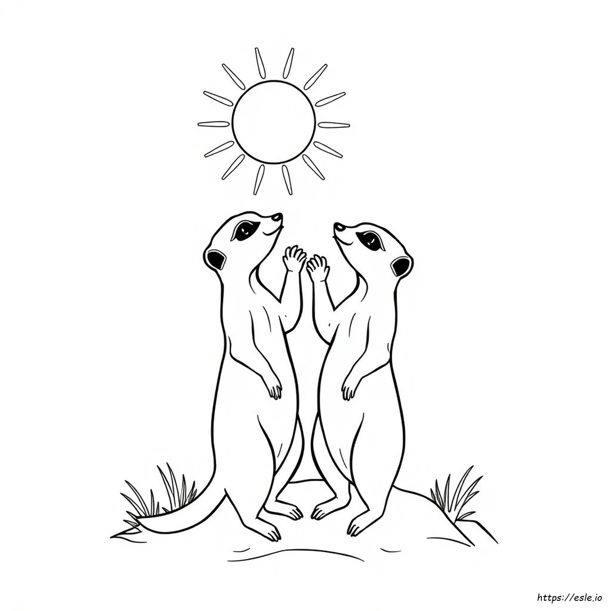Meerkat Coloring Pages Free