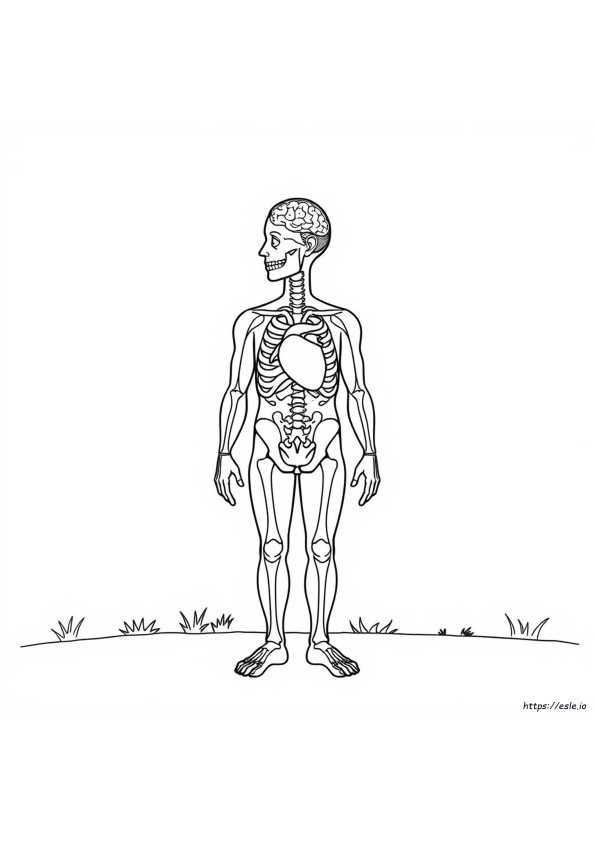 Anatomy And Physiology Coloring Sheets