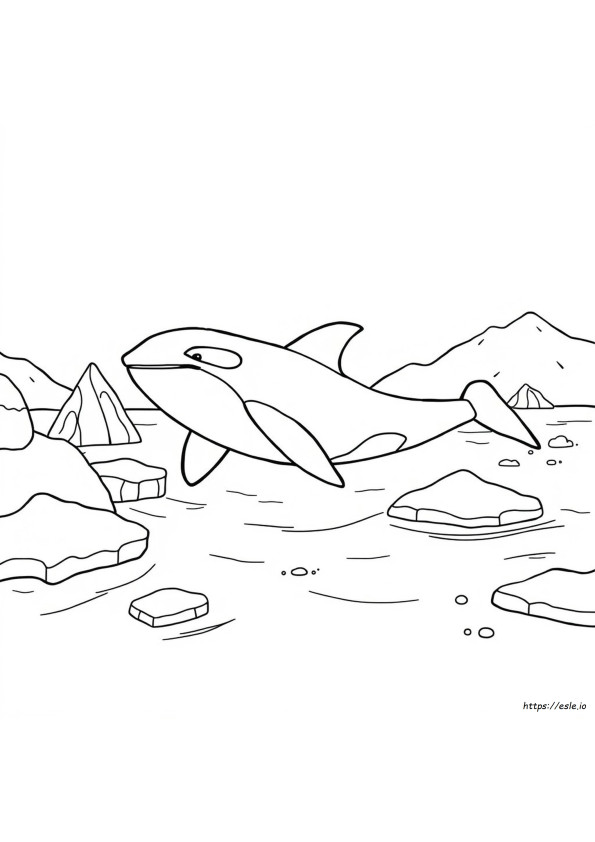 Gambar Mewarnai Orca
