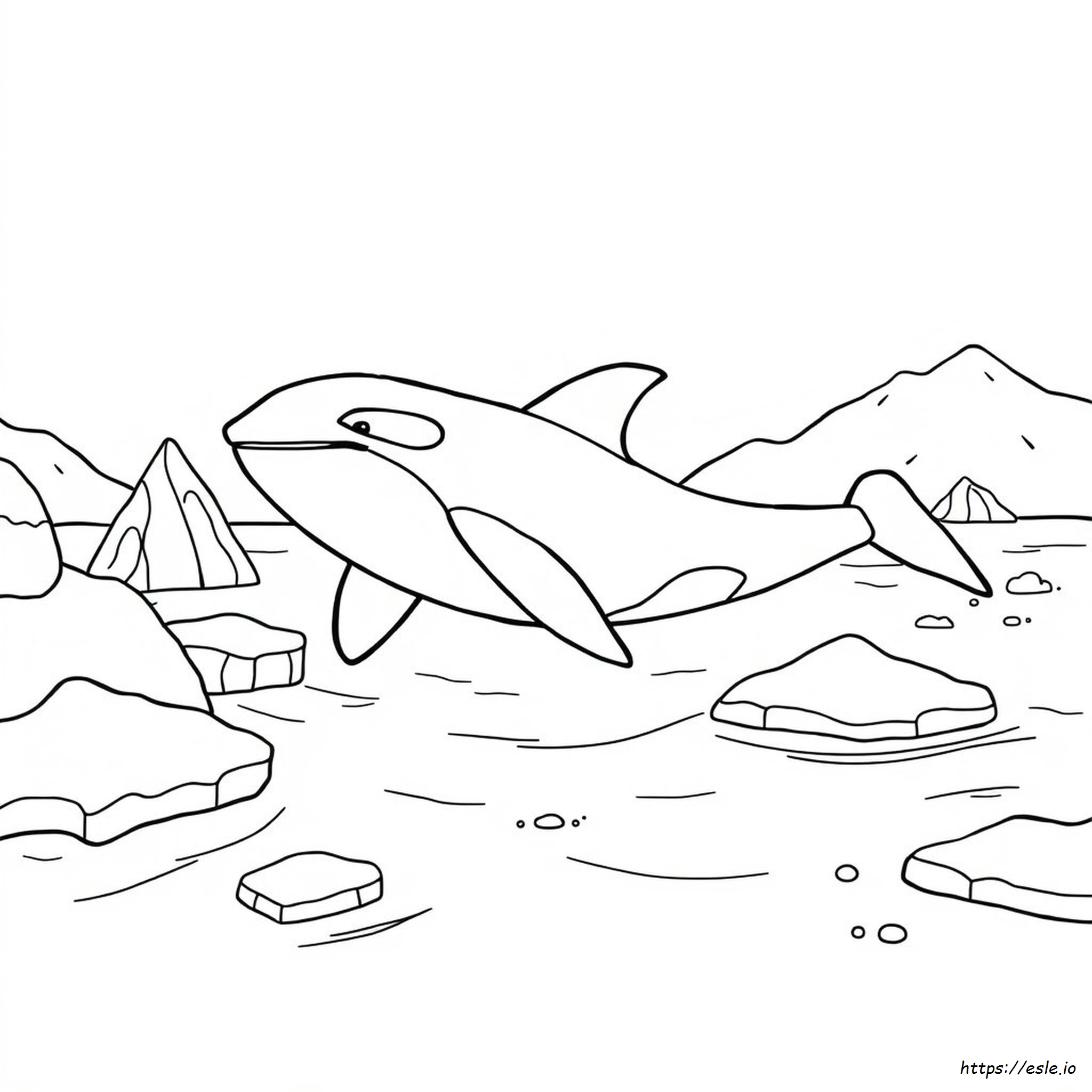 Orca Bilder Zum Ausmalen