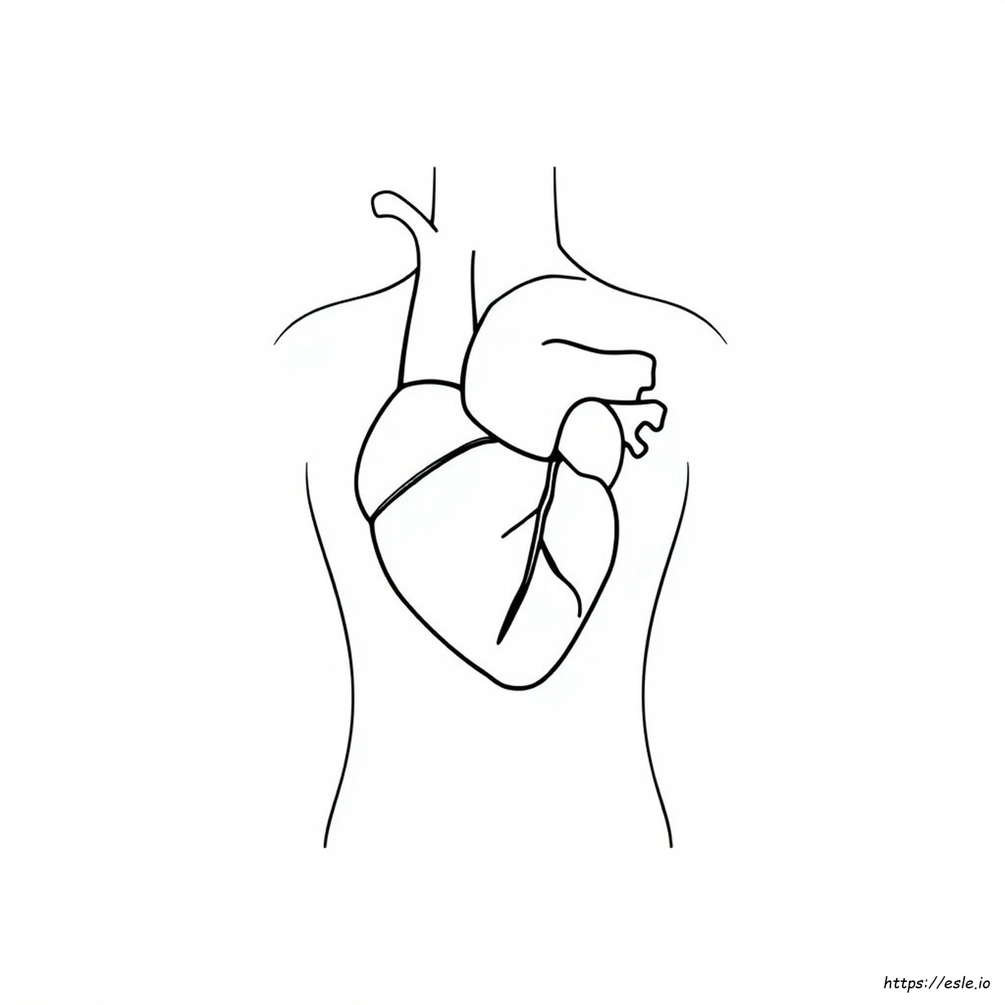 Human Heart Coloring Worksheet