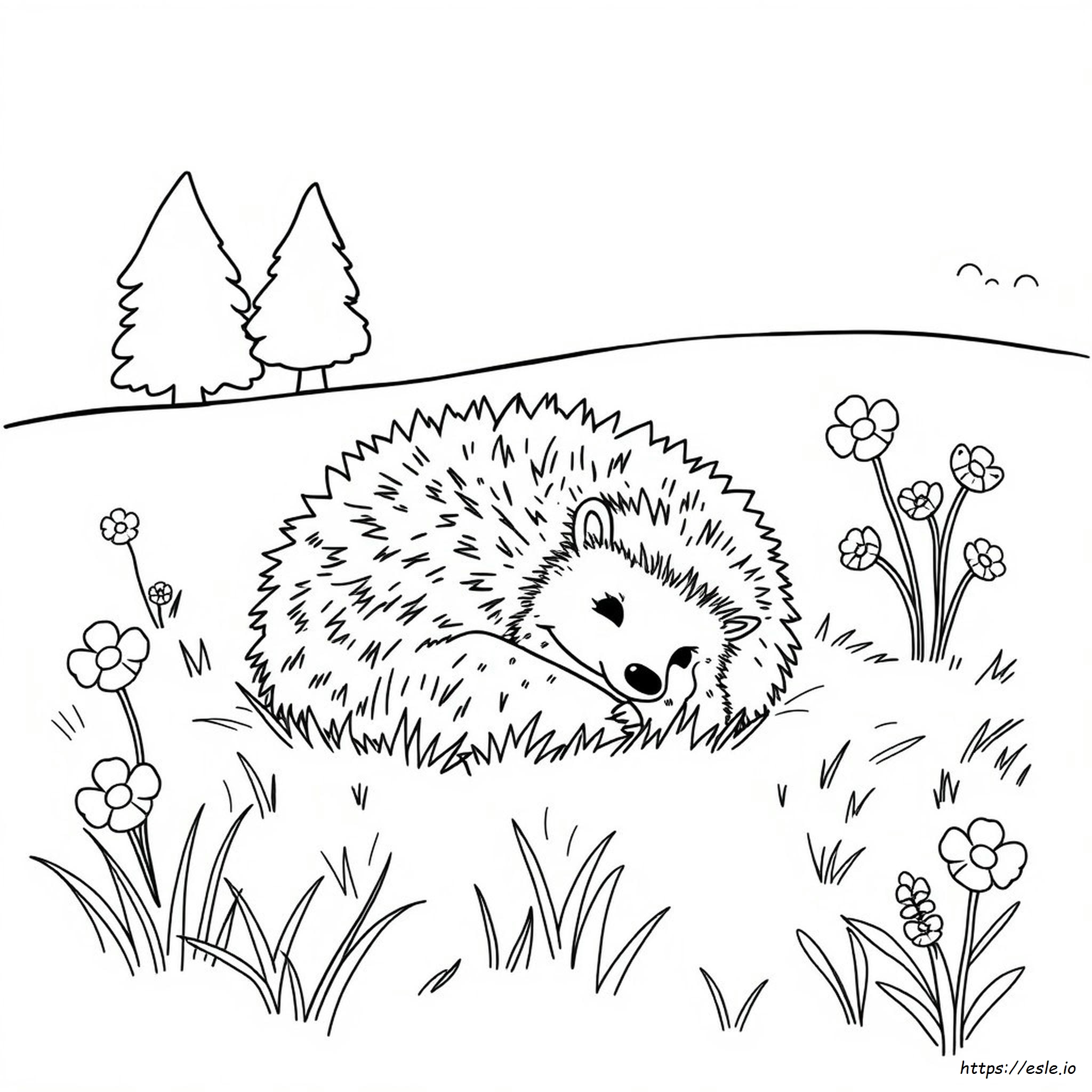 What Colors Can Hedgehogs Be