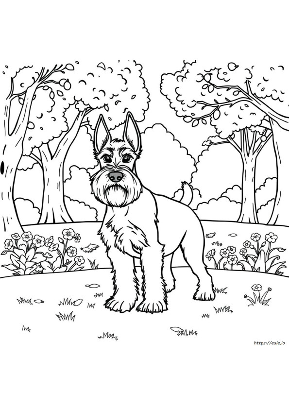 Miniature Schnauzer Coloring Pages