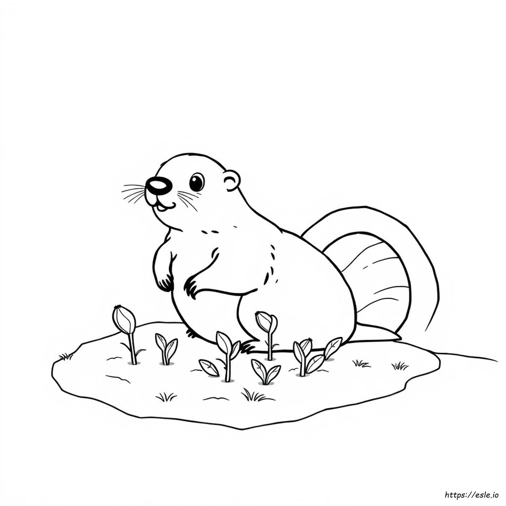 Marmotta Da Colorare E Stampare