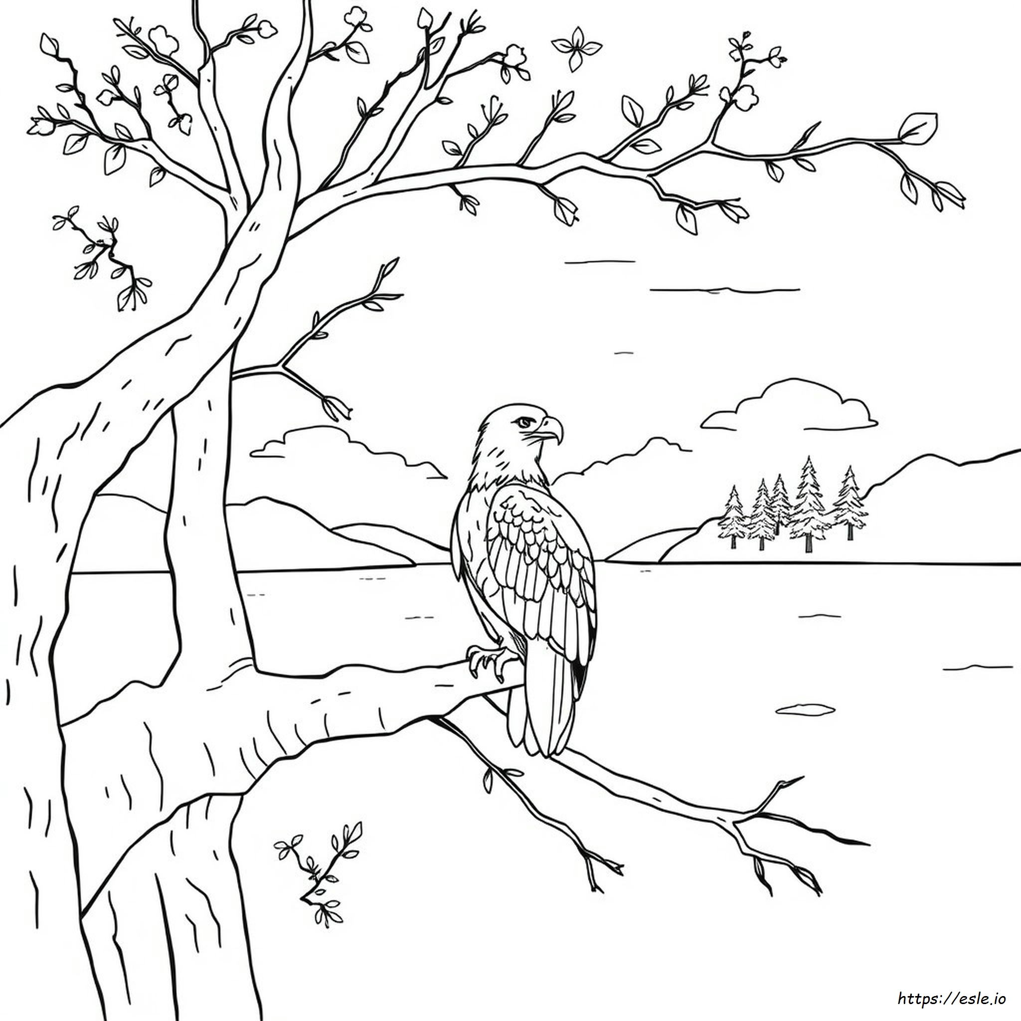 Coloring Pages Of Bald Eagles