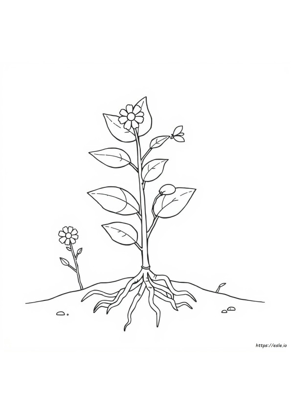 Parts Of Plants Colouring Pages
