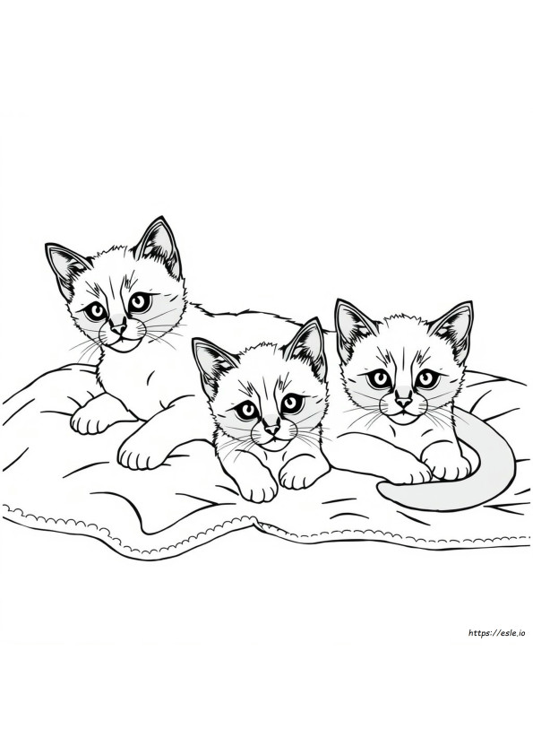 Do Siamese Kittens Change Color
