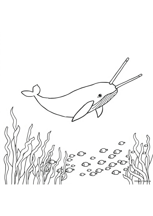Narwhal Colouring