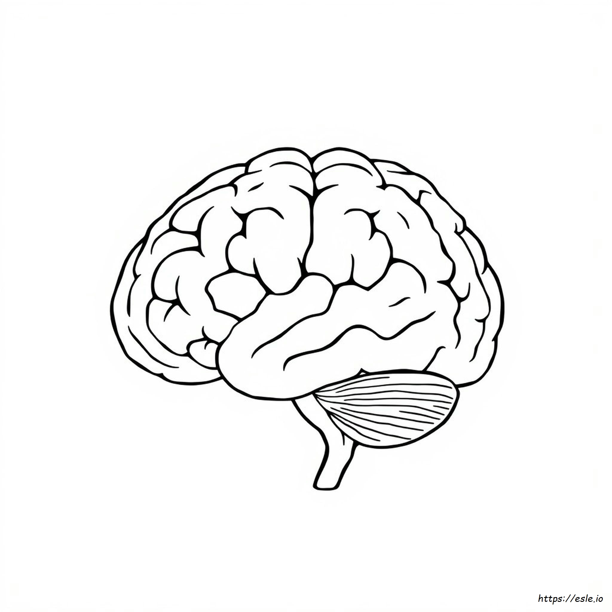 Anatomy Of The Brain Coloring Worksheet