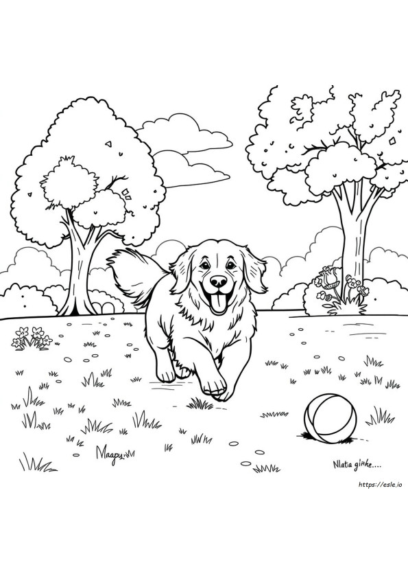 Golden Retriever Da Colorare