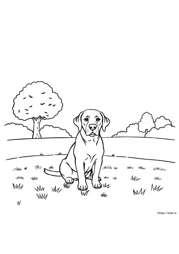 Labrador Köpeği Boyama Sayfaları