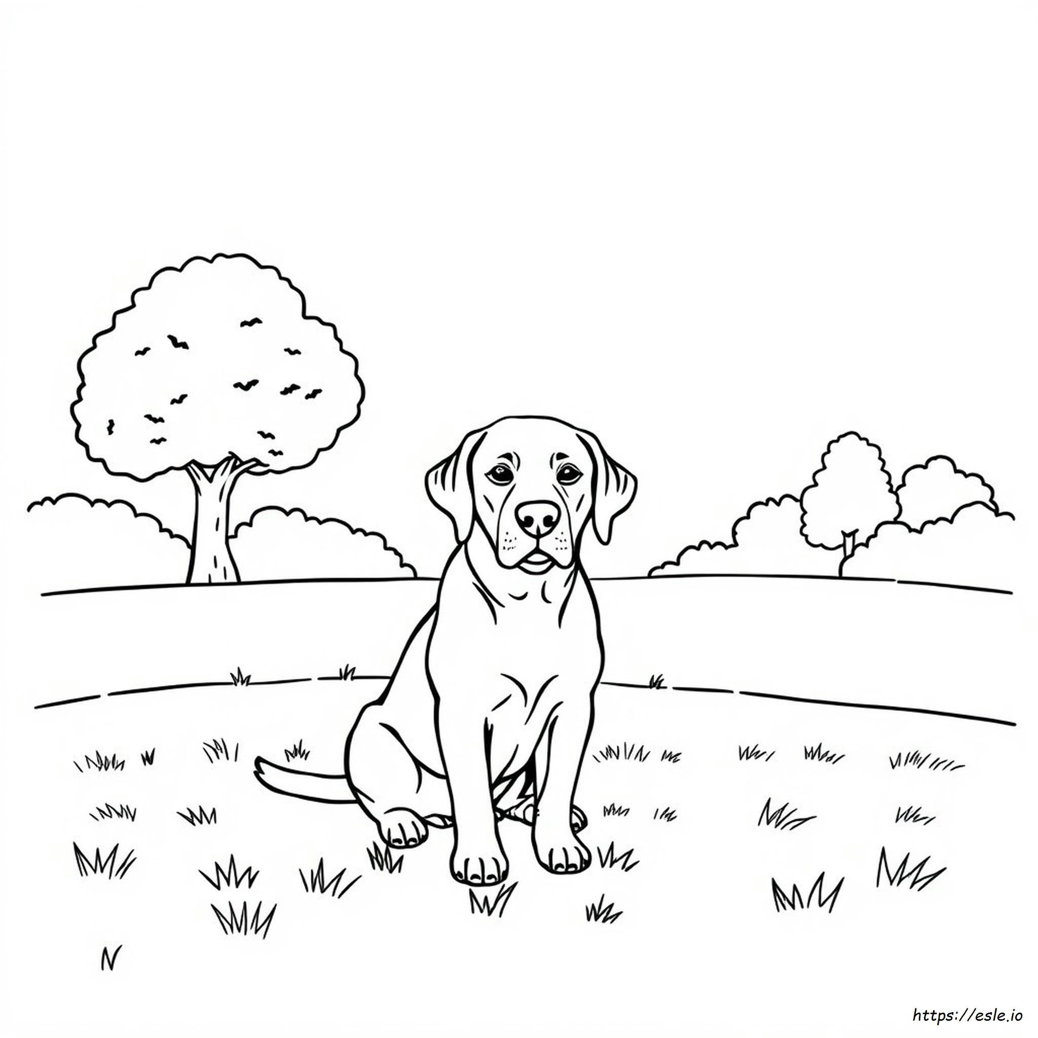 Labrador Dog Coloring Pages