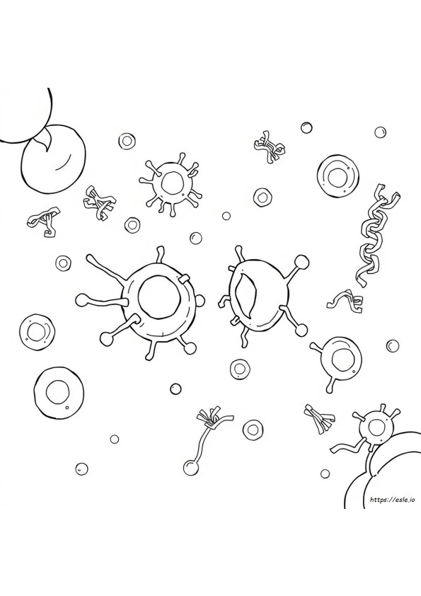 Mitosis Coloring Sheet Answers