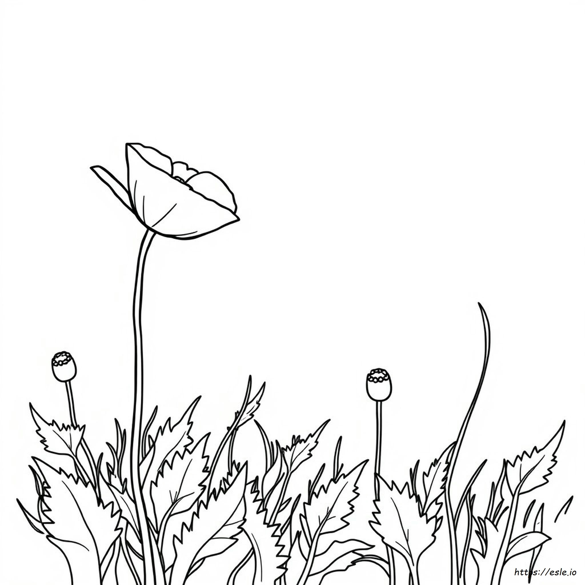 Poppy Flower Coloring