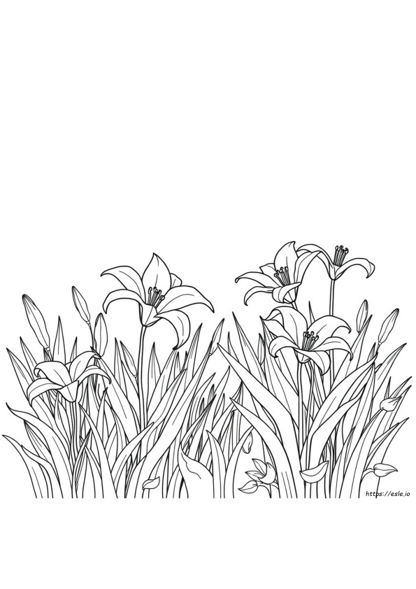 Coloriage Les Lys Des Champs