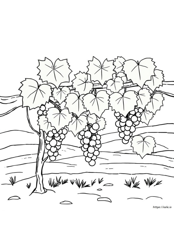 Grape Leaves Coloring Page