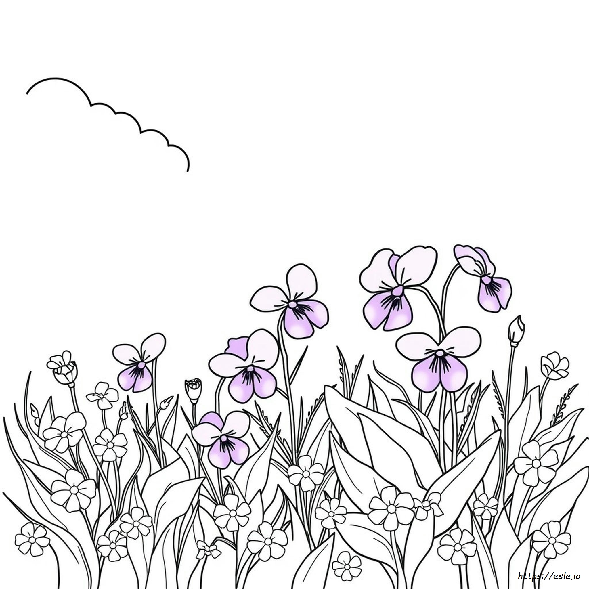 What Colors Do Violets Come In