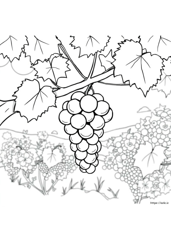 The Sour Grape Coloring Page