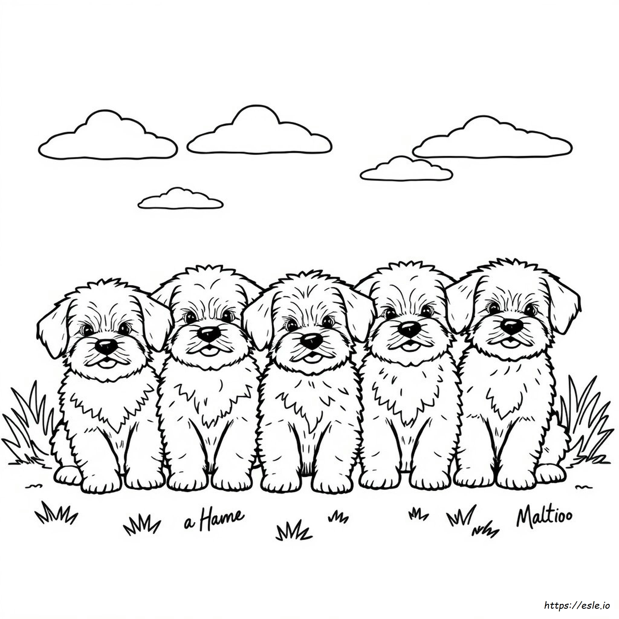 Different Colors Of Maltipoos