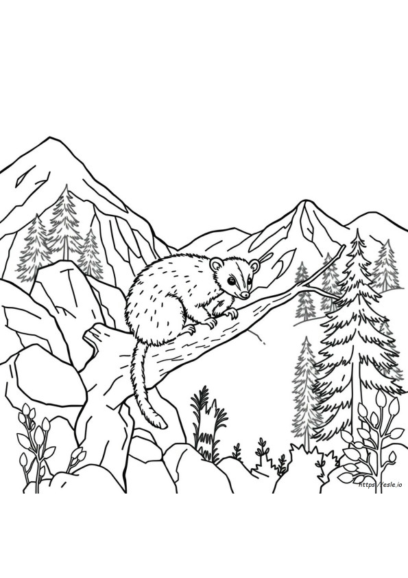 Élnek-E Oposszumok Coloradóban