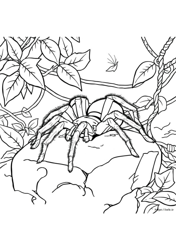 Realistische Tarantula Kleurplaat