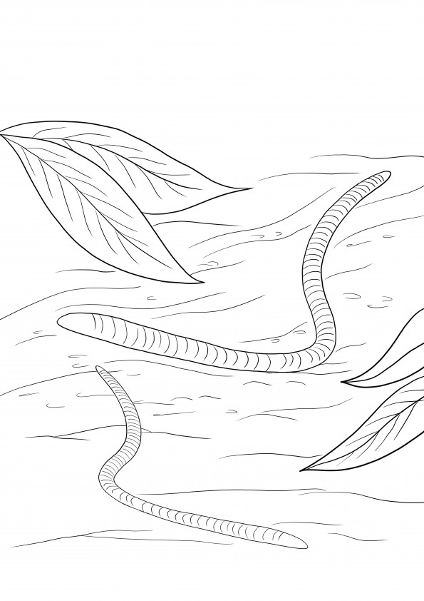 Earthworms Easy to color for kids coloring sheet free to download or save for later.