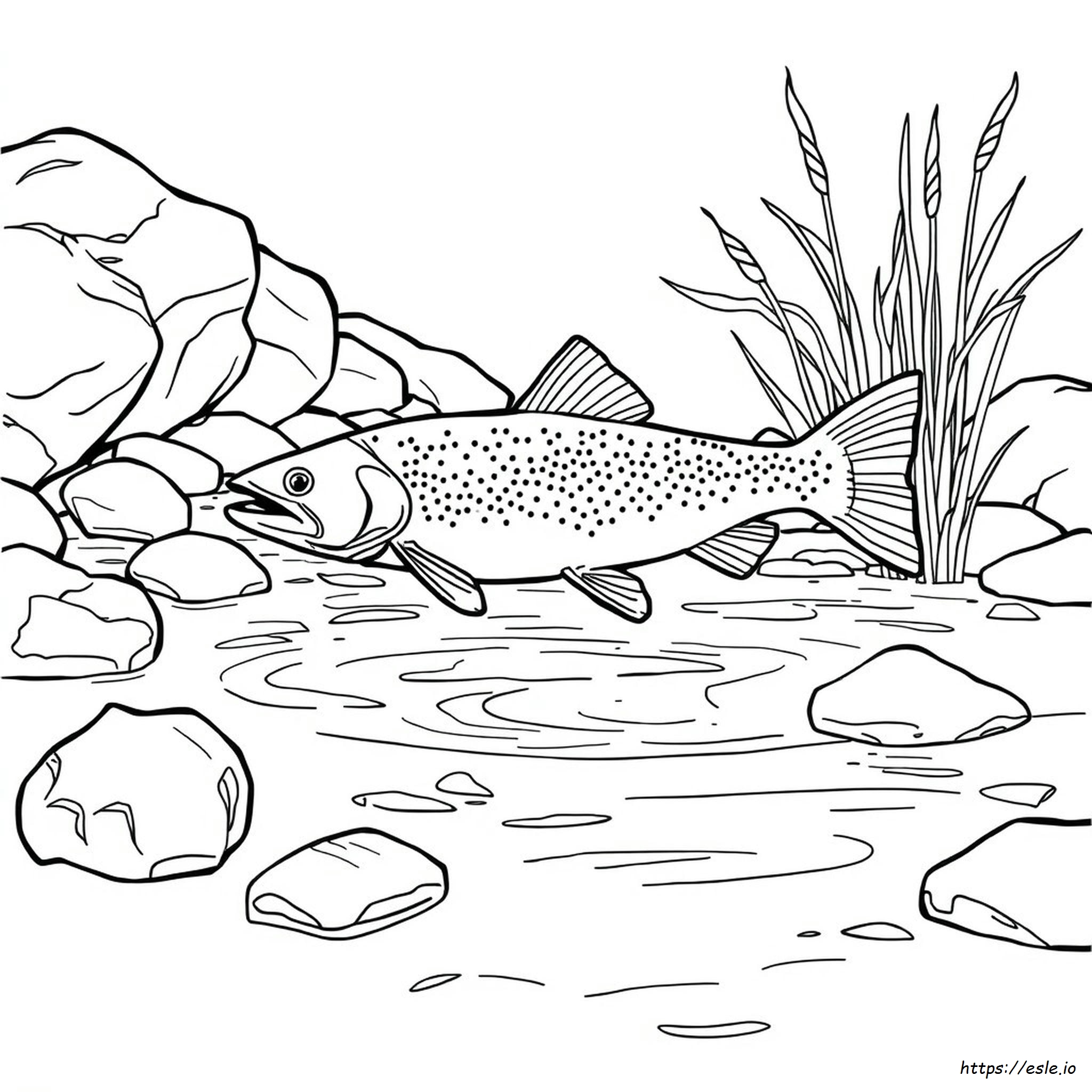 Cutthroat Trout Coloring Page