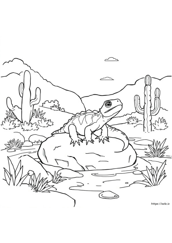 Reptiles In Colorado