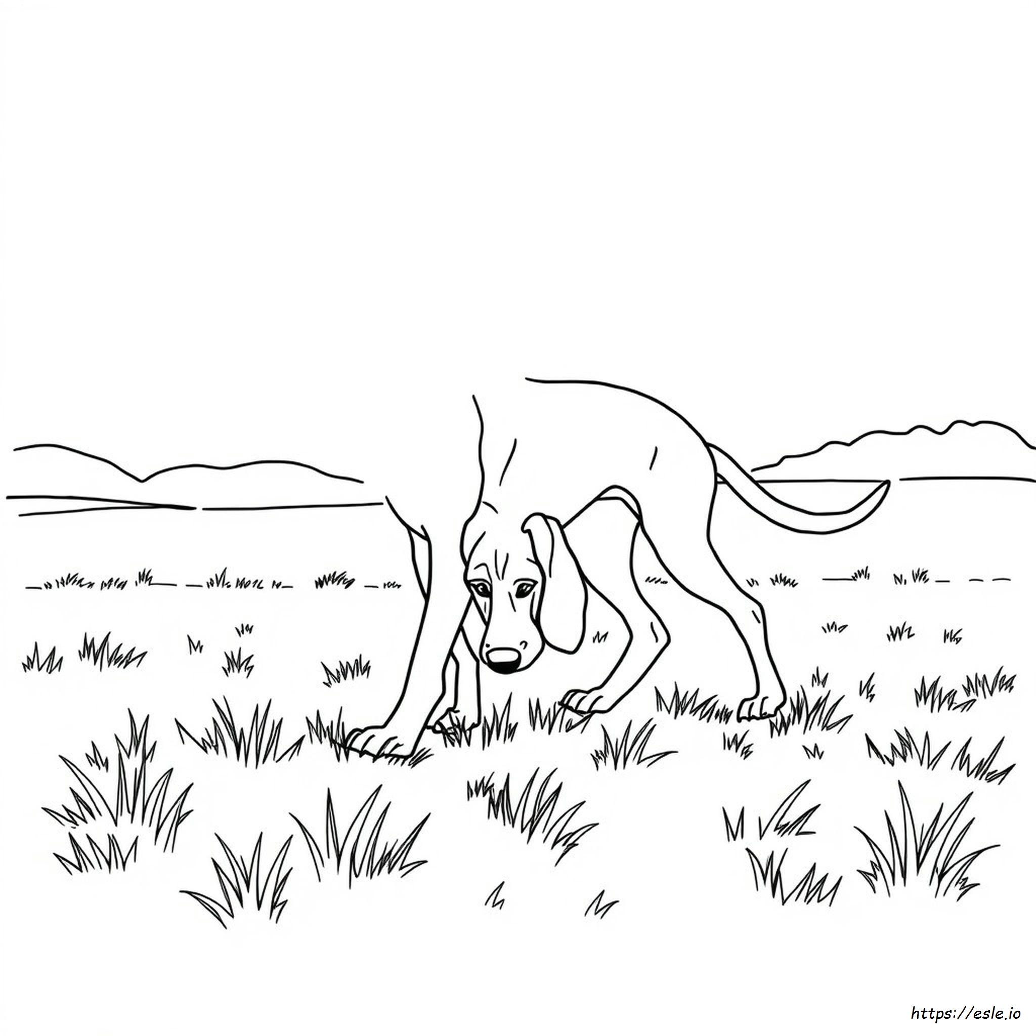 Bloodhound Kolorowanki