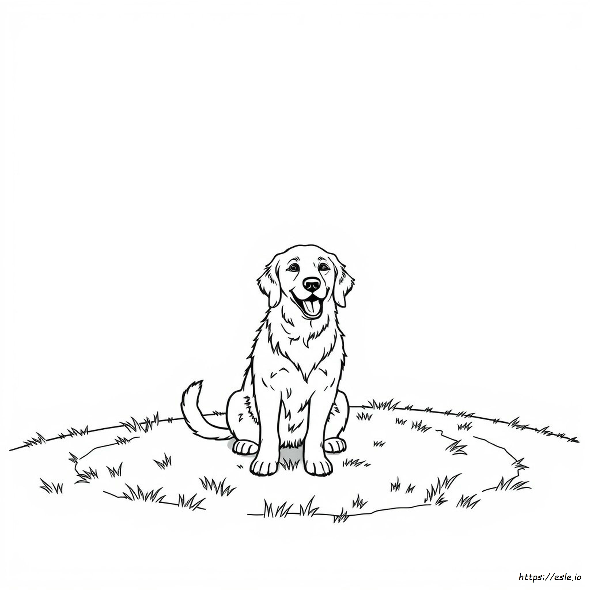 Golden Retriever De Colorat