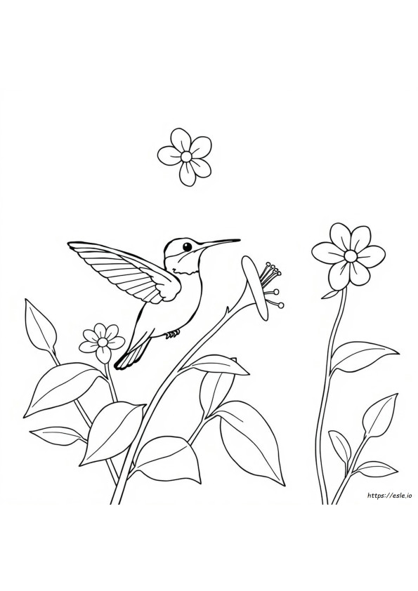 Coloriages Gratuits De Colibris