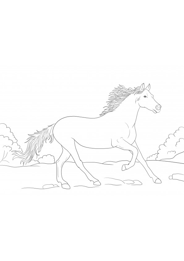 Rennend Arabisch paard kleurplaat om in te kleuren en gratis af te drukken