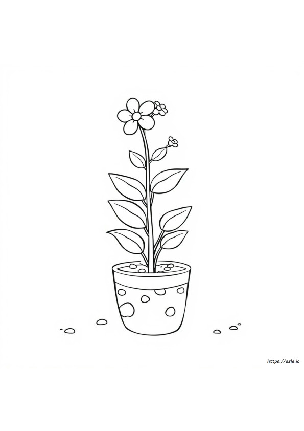Plant For Colouring