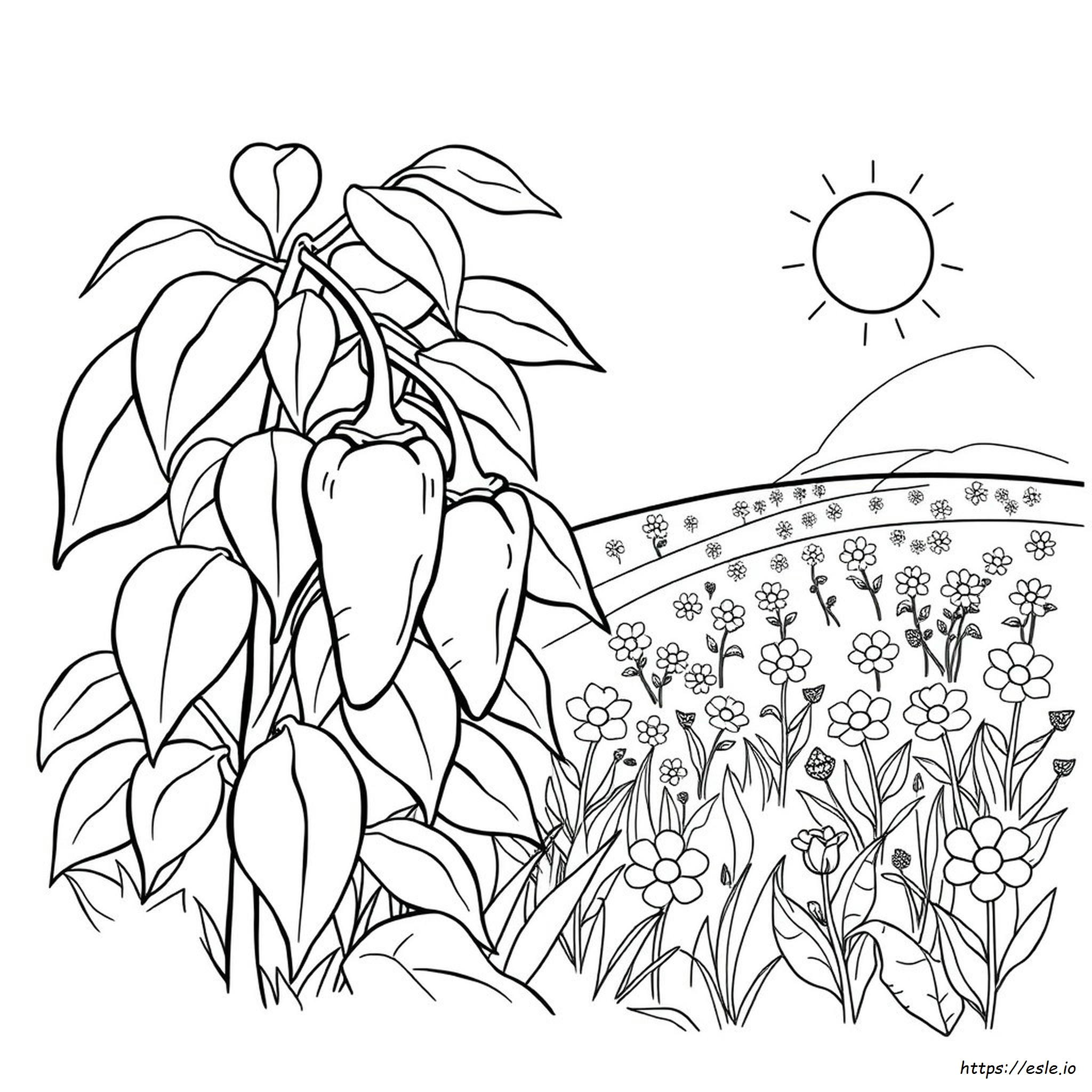 Jalapeno Coloring Page