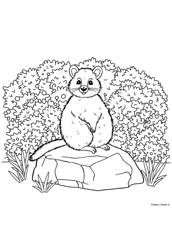 Quokka Para Colorir