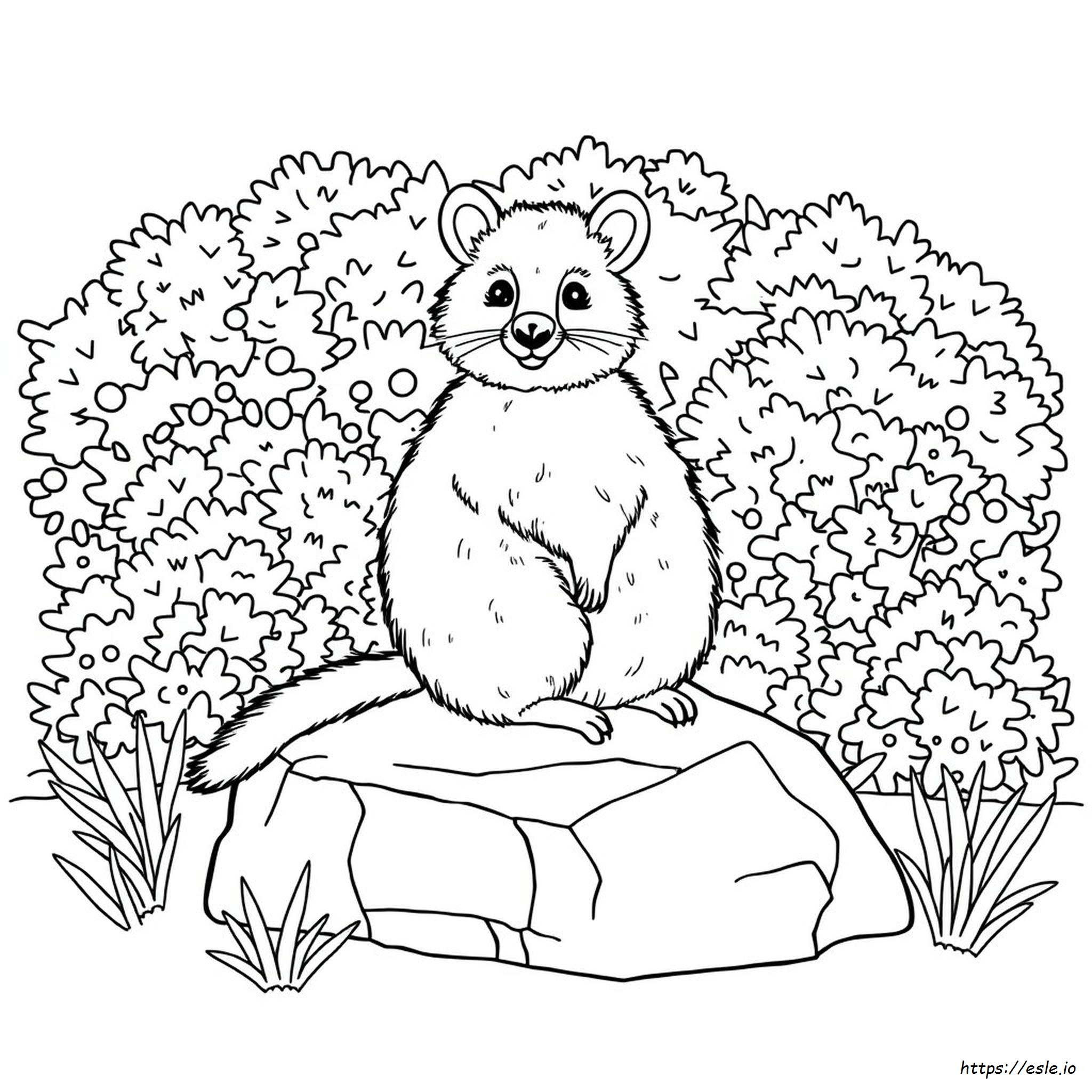 Quokka Colouring Pages